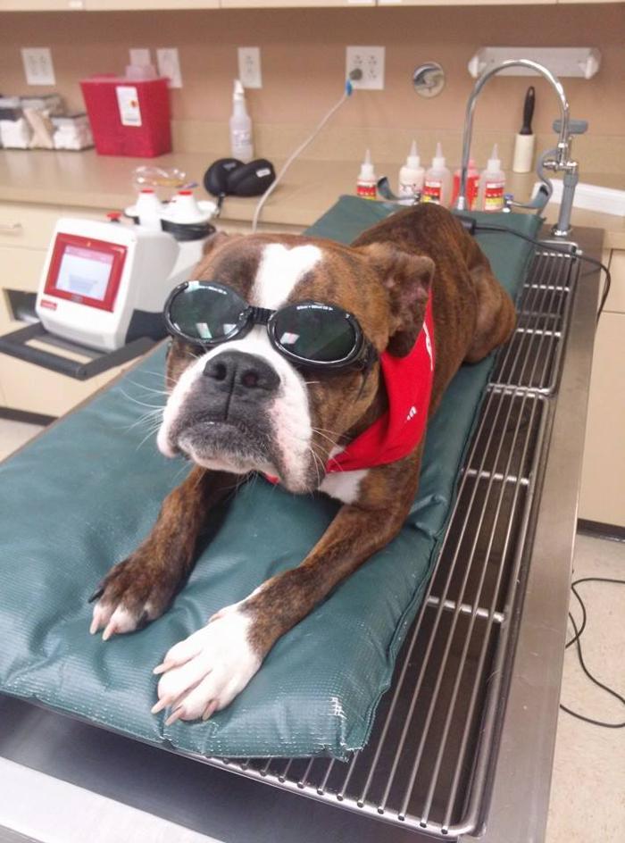 Fox Creek Veterinary Hospital