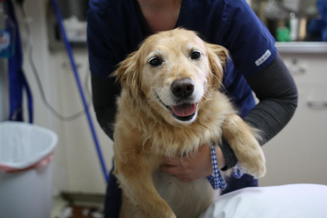 Borash Veterinary Clinic