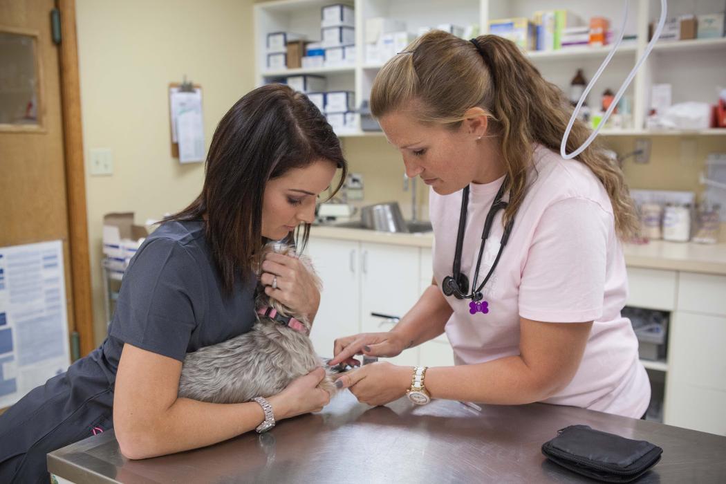 Palmetto Animal Hospital