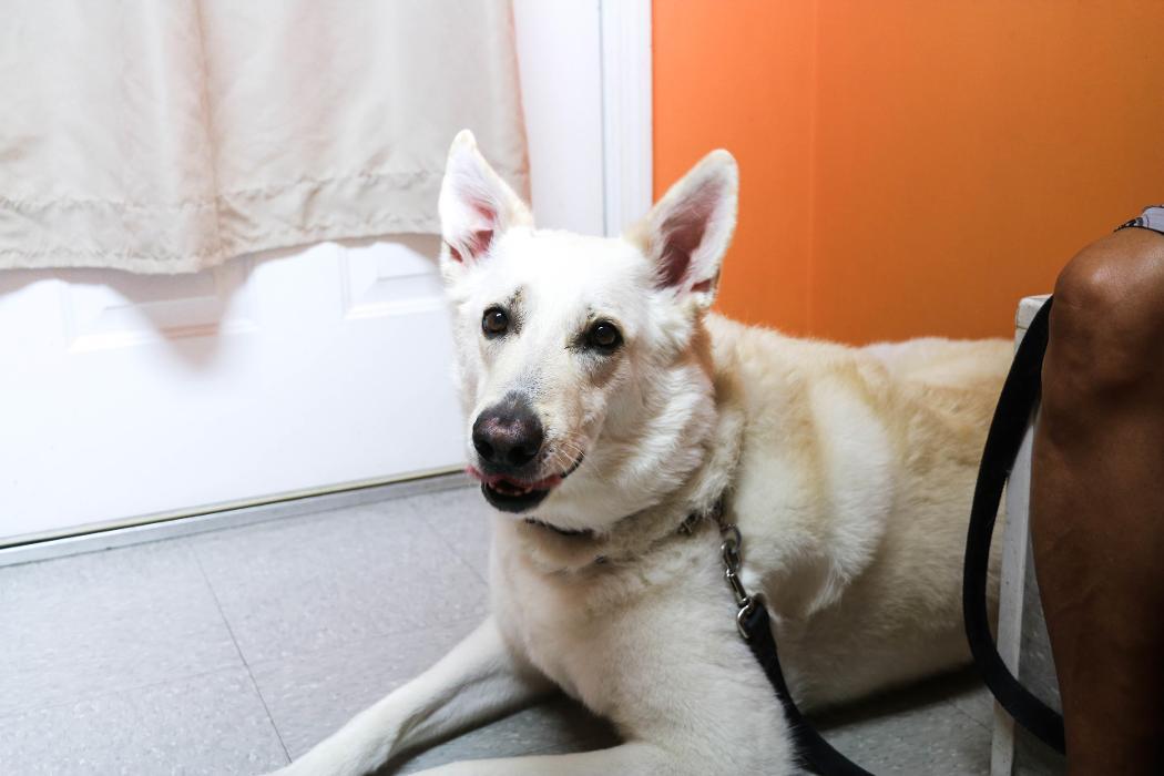 The Animal Hospital of North Charleston