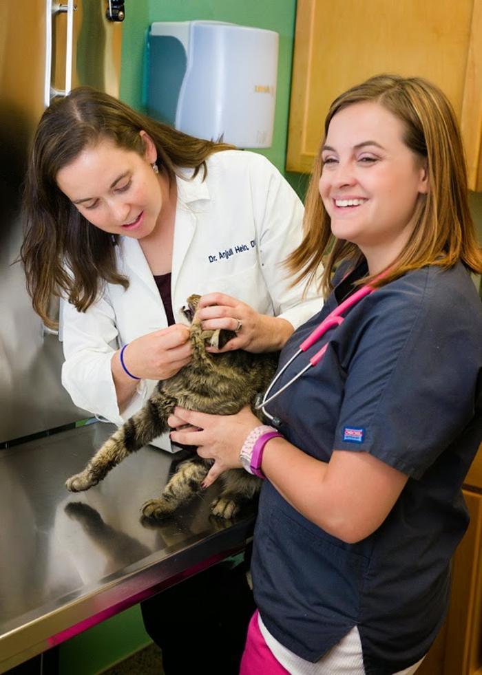 Indian Tree Animal Hospital