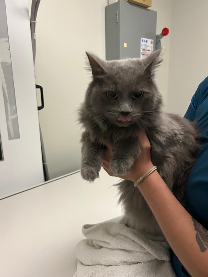 Cainhoy Veterinary Hospital