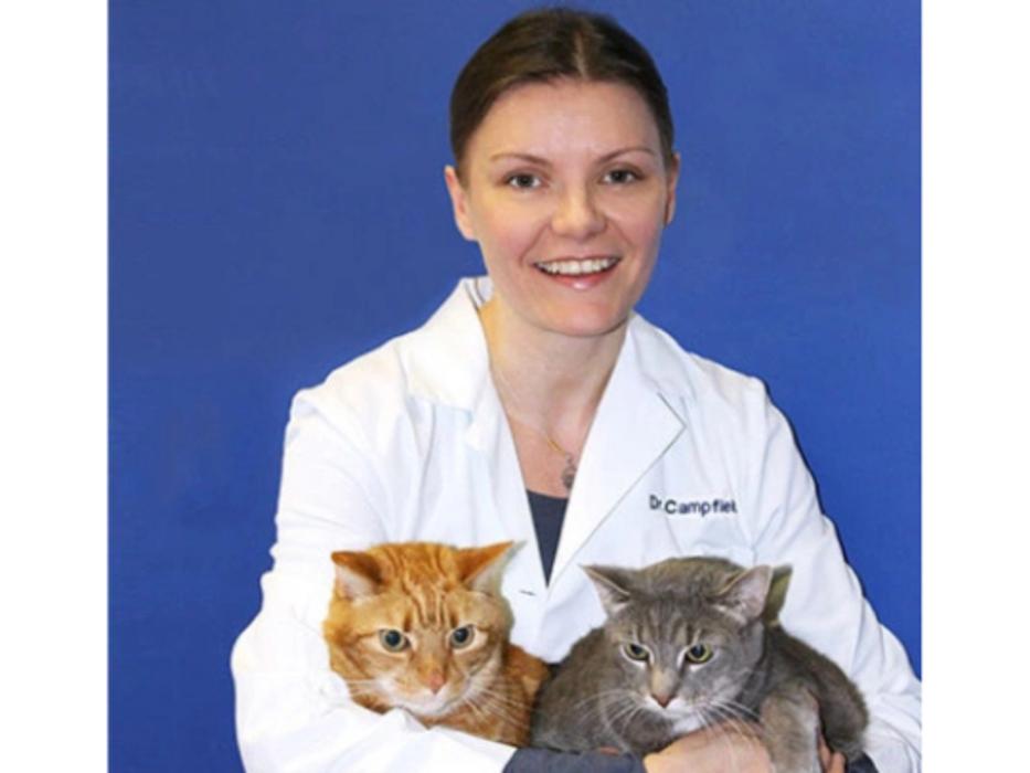 Caring Hands Animal Hospital - Clarendon