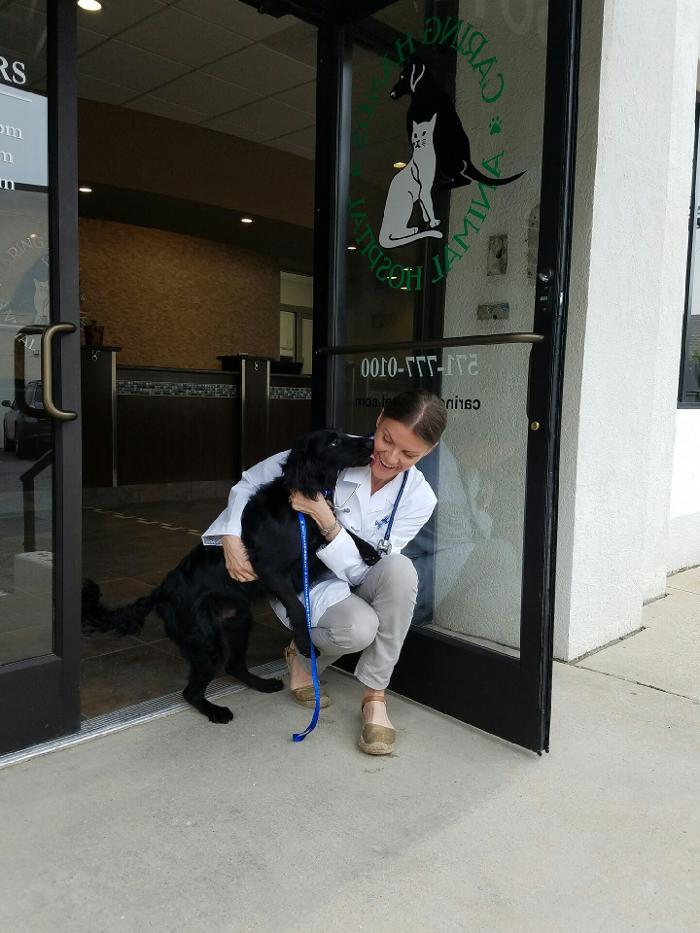 Caring Hands Animal Hospital - Clarendon