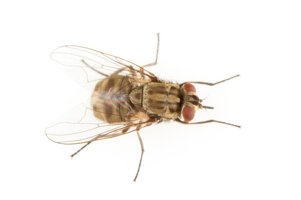 Premier Pest Elimination