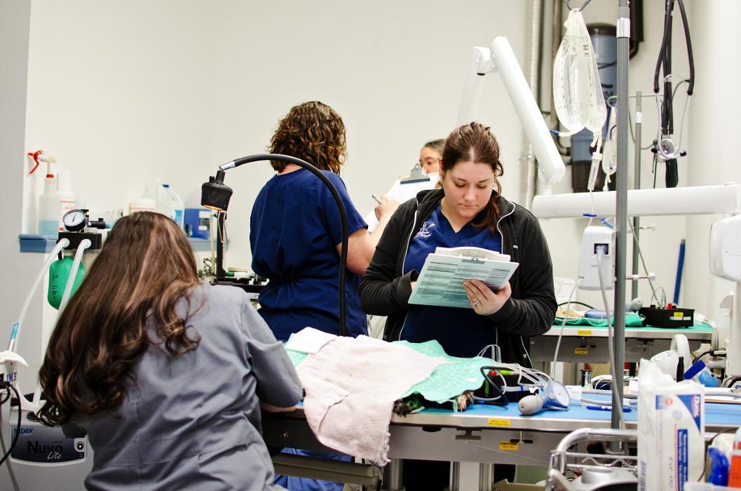 Ridgeview Animal Hospital