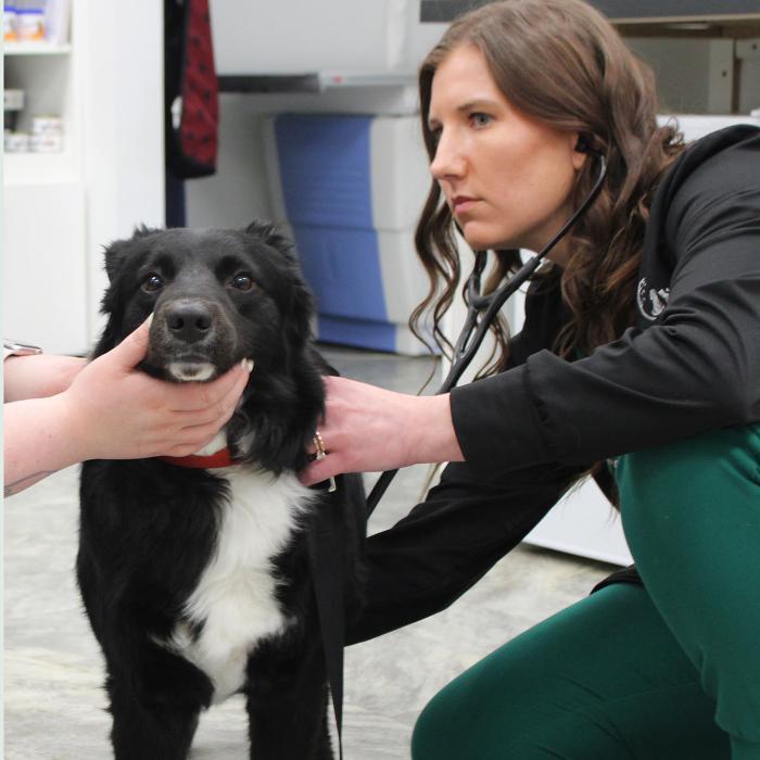 Coventry Veterinary Clinic