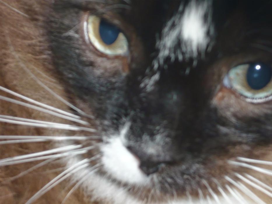 All Pets Medical and Surgical Center