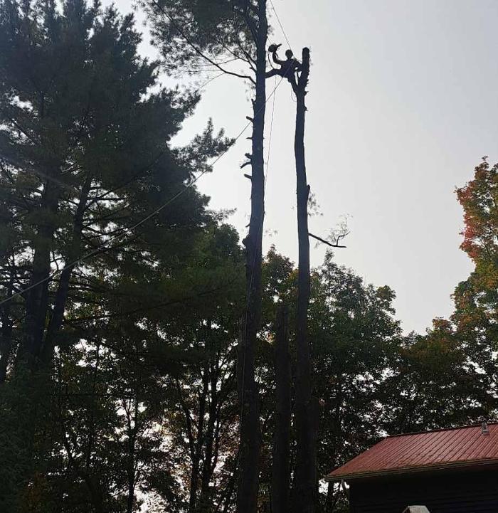 Élagage Unique - Cowansville