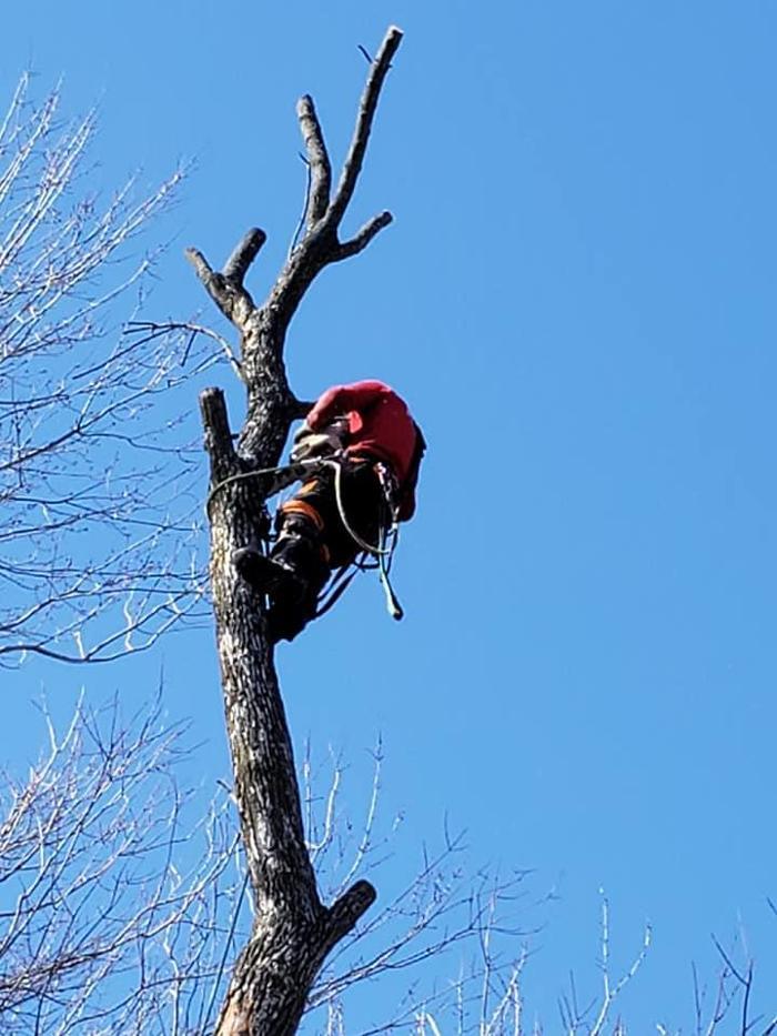 Élagage Unique - Granby