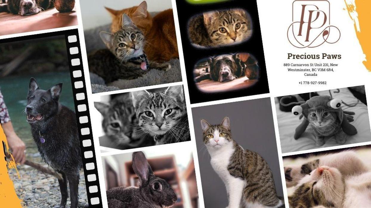 Precious Paws Photography