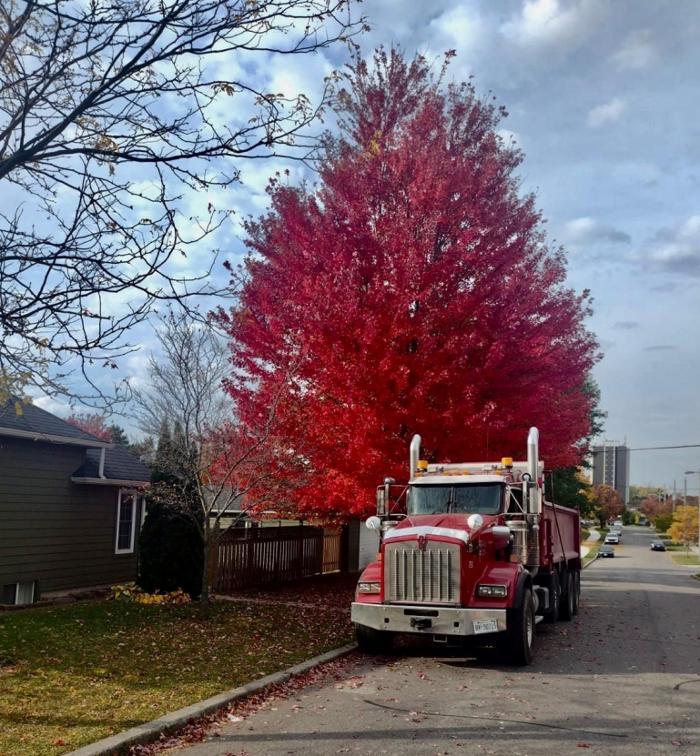 Lionhart Haulage Ltd