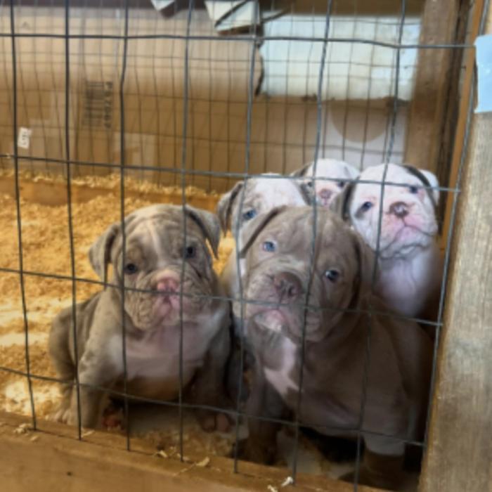 Flowers Family Bulldogges