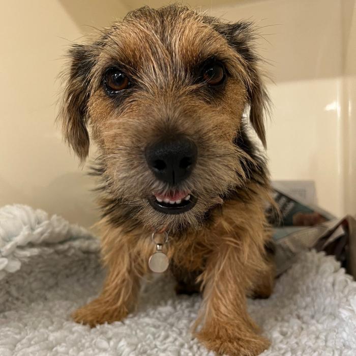 Wimbledon Veterinary Surgery