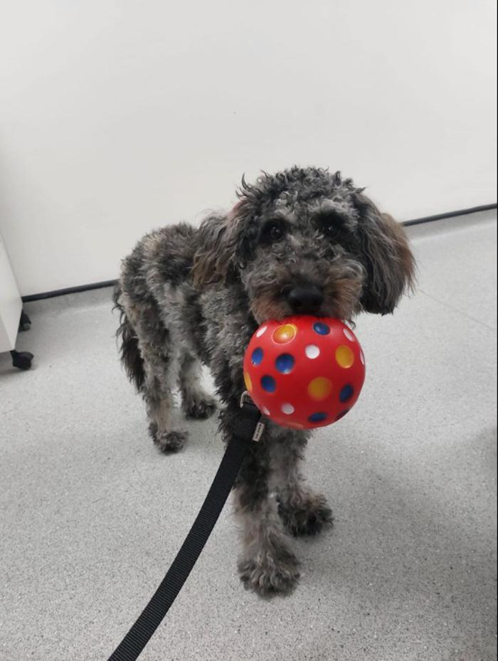 West Wickham Veterinary Surgery