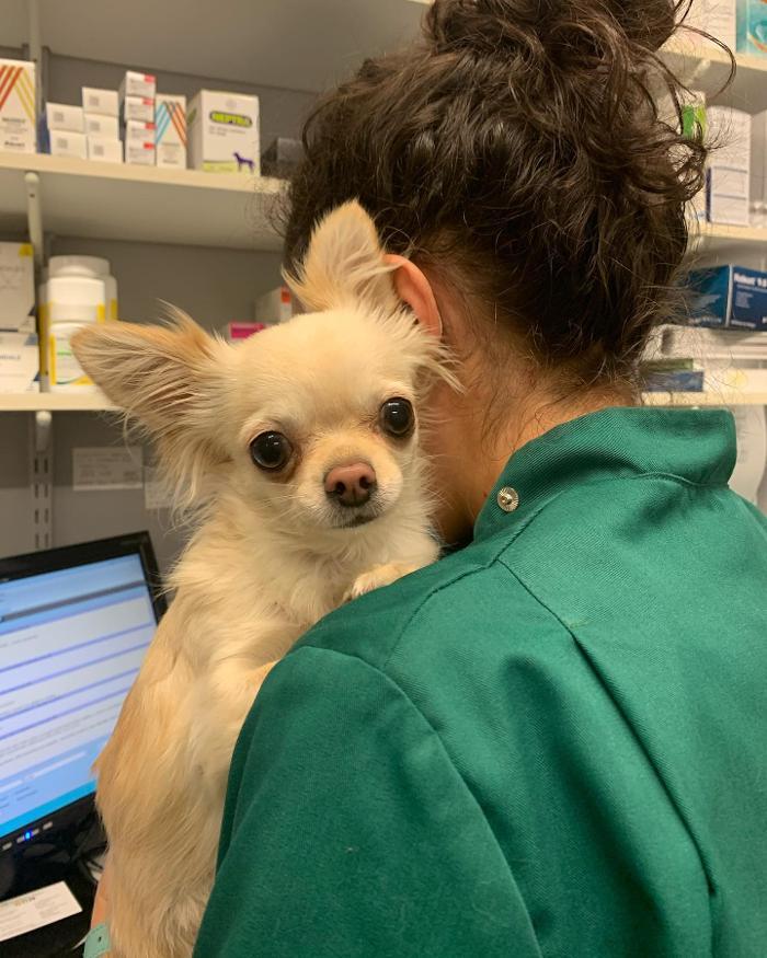 All Creatures Clinic