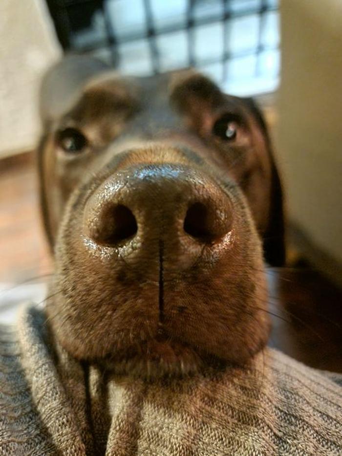 Chessington Veterinary Surgery