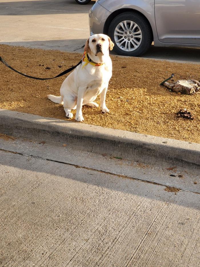 The Bed Bug Experts of Texas LLC - Bed Bug Exterminator Dallas