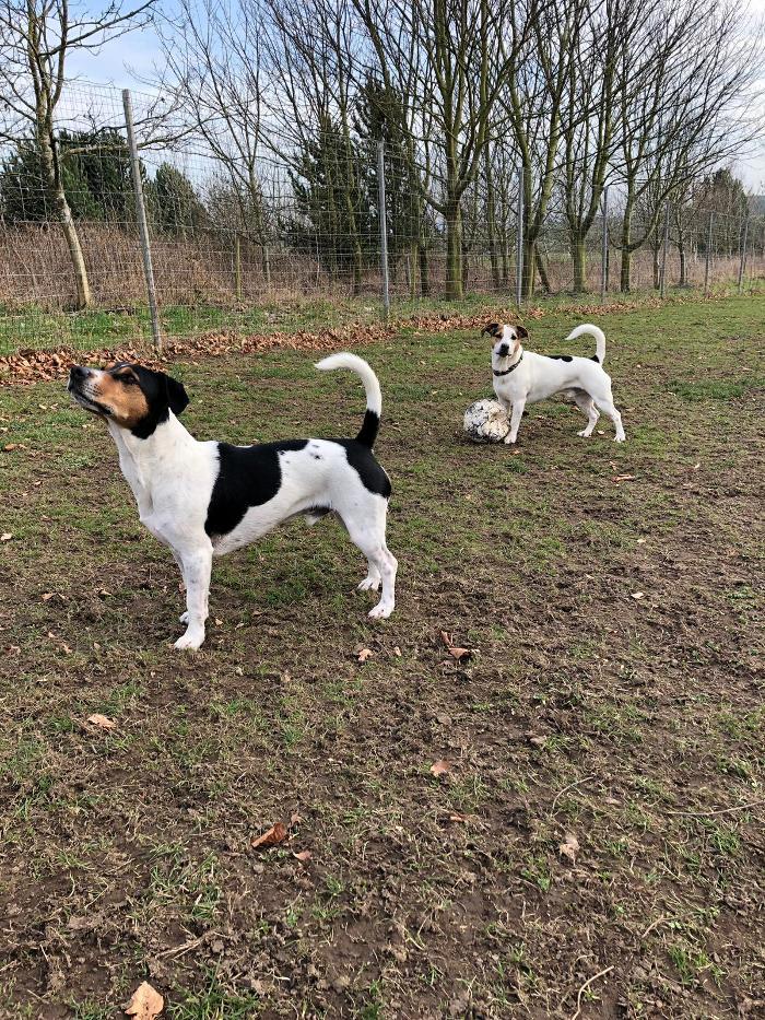 Home From Home Boarding Kennel & Cattery