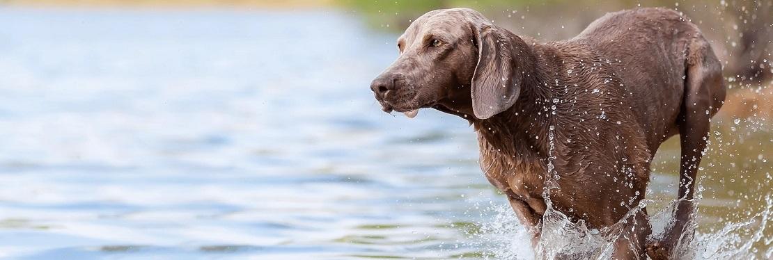 Belle City Veterinary Hospital