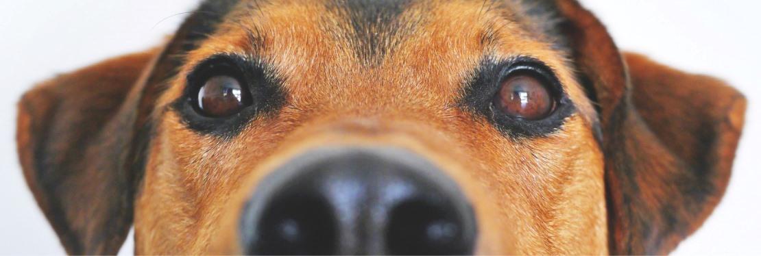 Fallbrook Animal Hospital