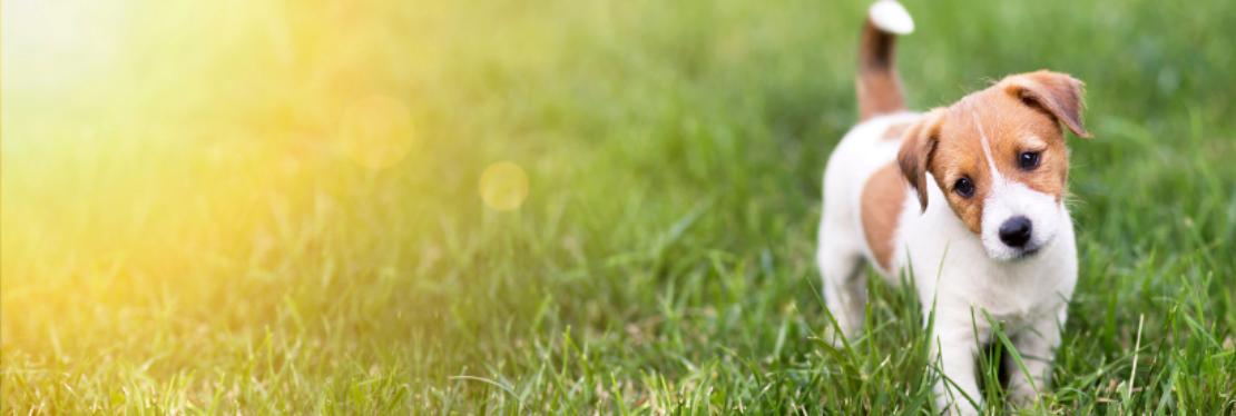 Sunshine Animal Hospital