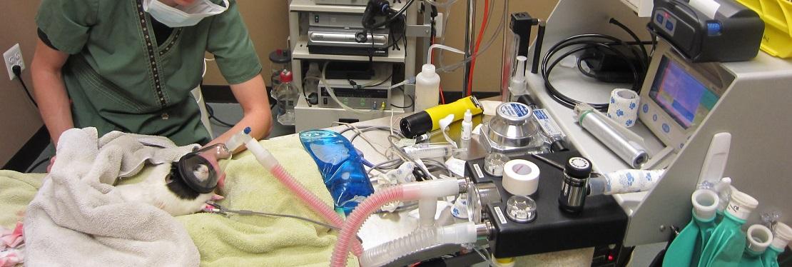 Family Vet Hospital of Stone Ridge