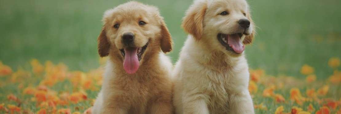 Cornelius Veterinary Clinic