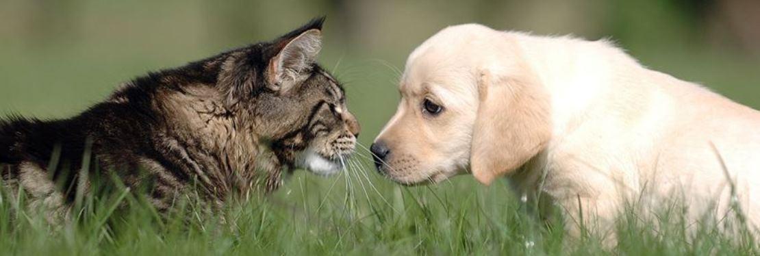 Royer Veterinary Services