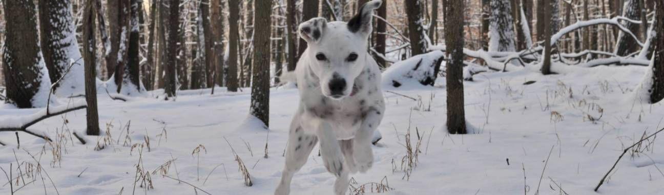White Oaks Veterinary Hospital