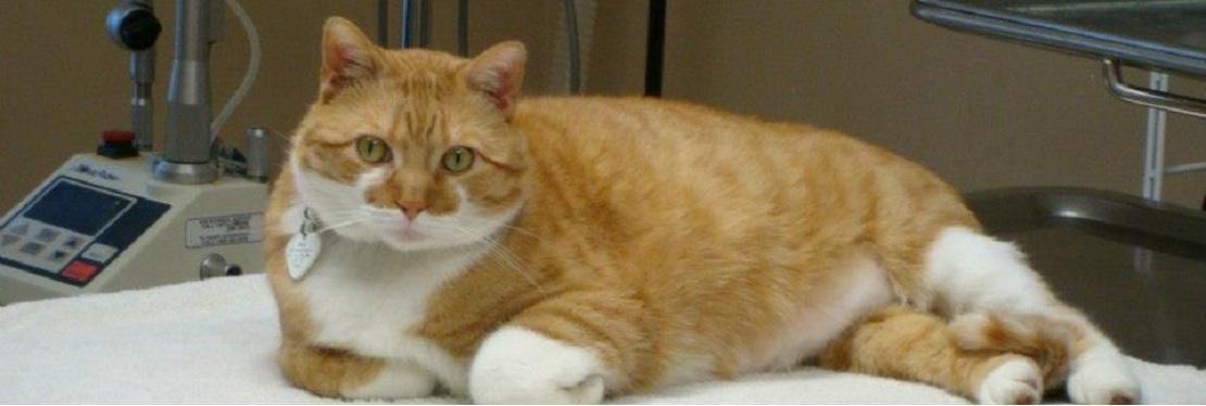 Lifetime Animal Center