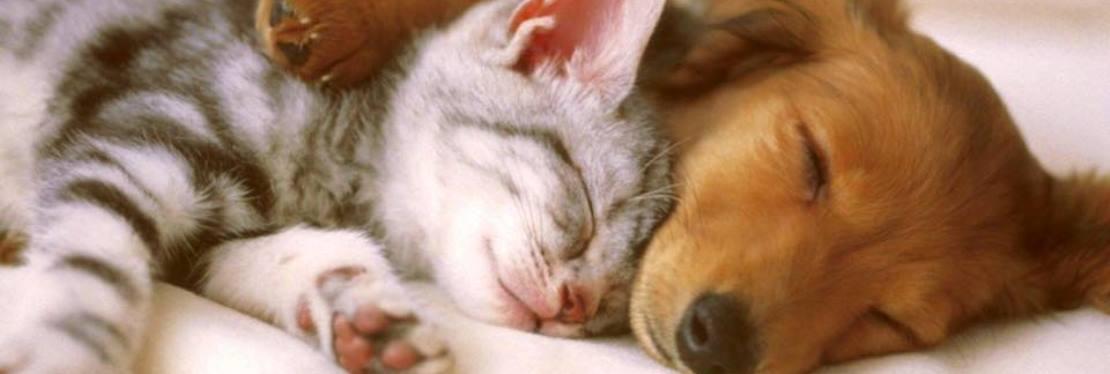 North Torrington Veterinary Hospital