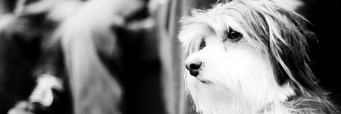 Meadowbrook Veterinary Clinic