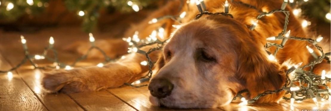 Grass Lake Animal Hospital Inc