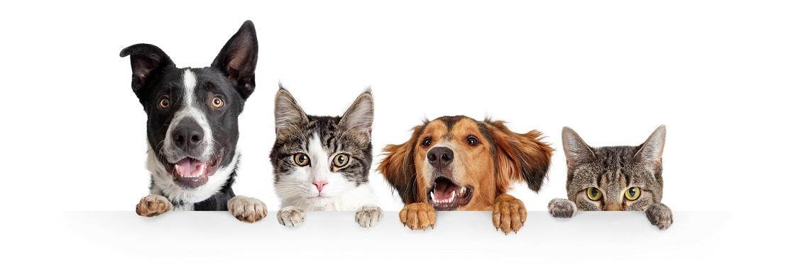 Dawsonville Veterinary Hospital