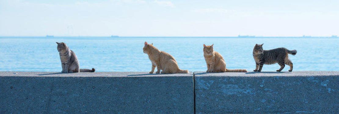 Hayward Animal Clinic