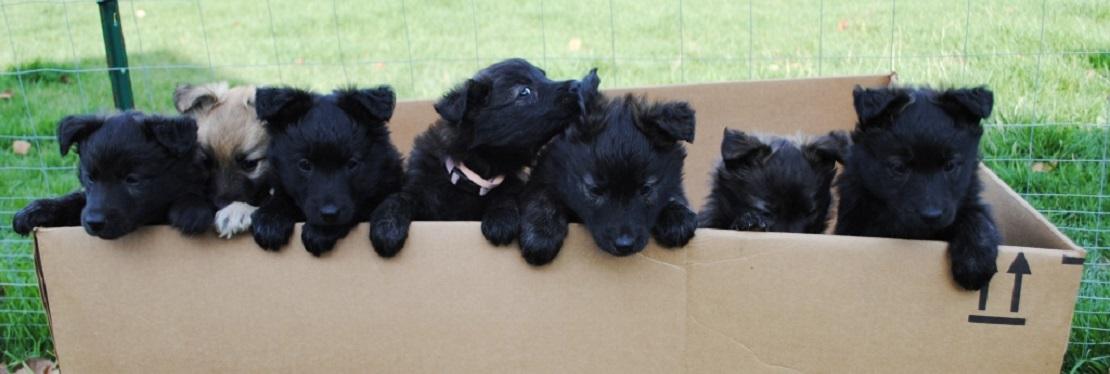 Animal Clinic of Muskegon