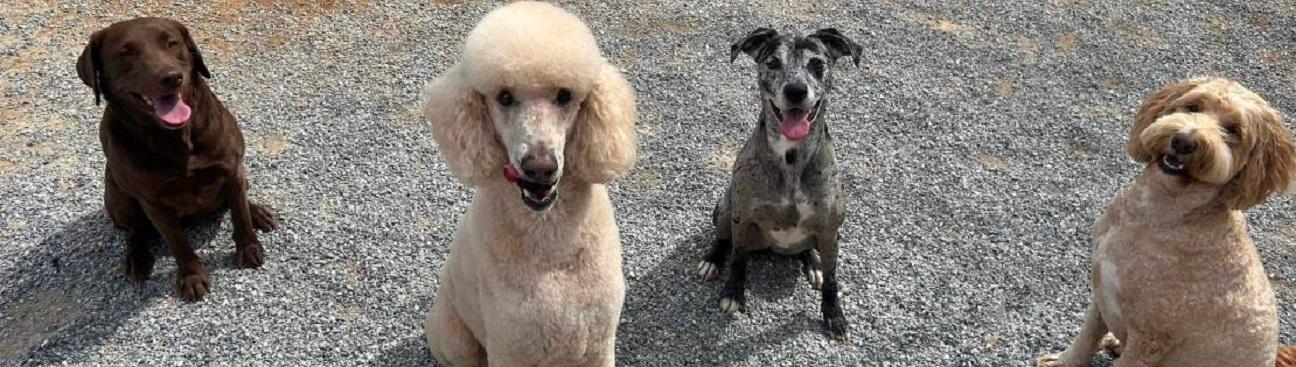 VIPets Hardin Station Animal Clinic