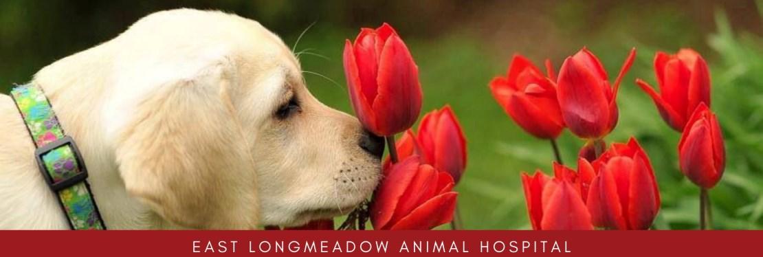 East Longmeadow Animal Hospital