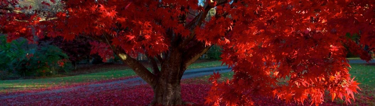 Arundel Tree Service