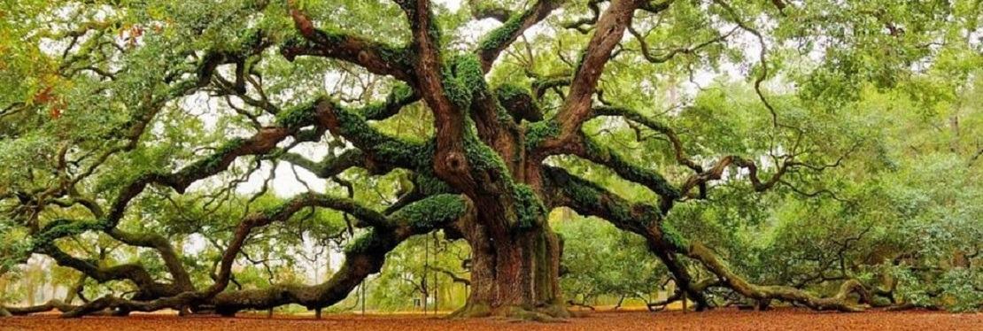 NewVista Tree Service