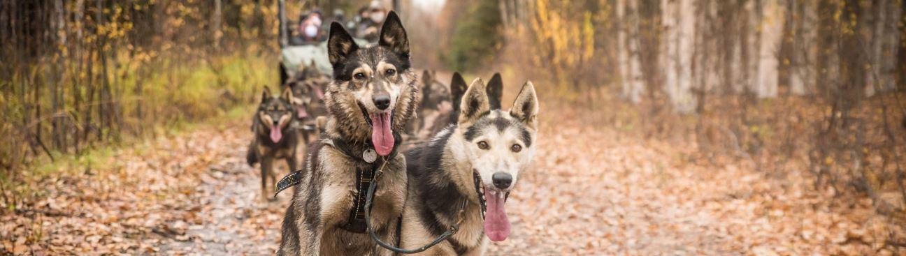 Last Frontier Mushing Co-op