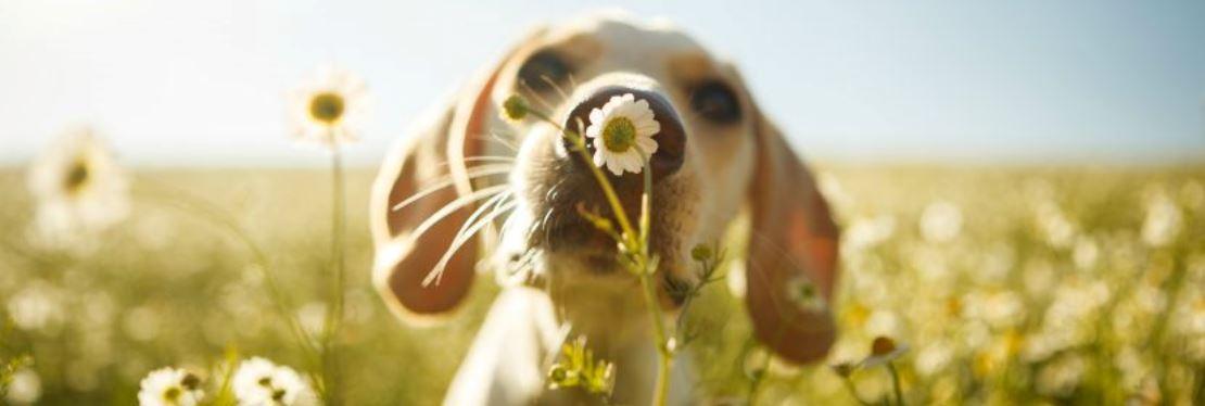 Animal Dermatology South