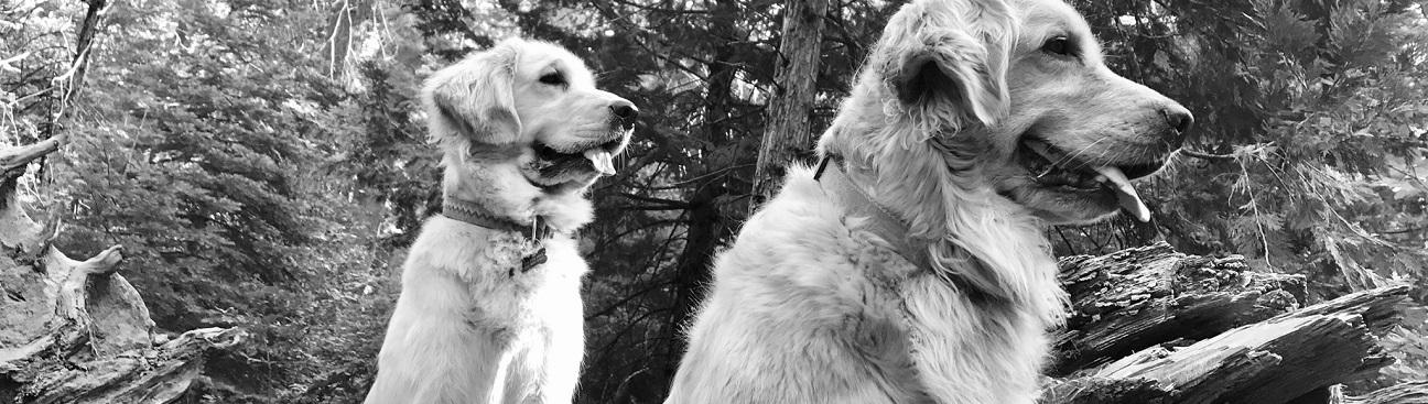 South Shores Pet Clinic