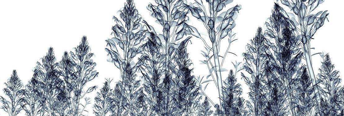 Yonchak and Agarwala D.D.S., M.S.