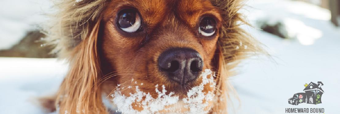 Homeward Bound Veterinary Services