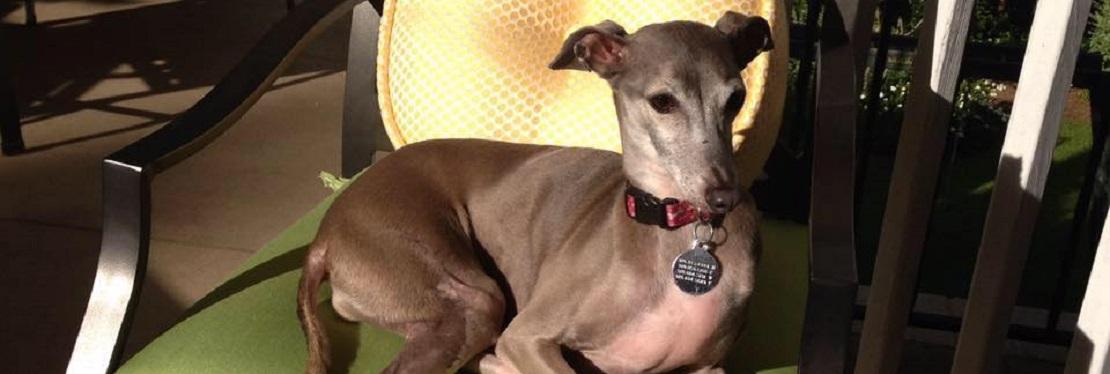 Highland Animal Hospital