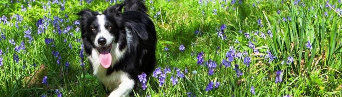 Case Veterinary Hospital