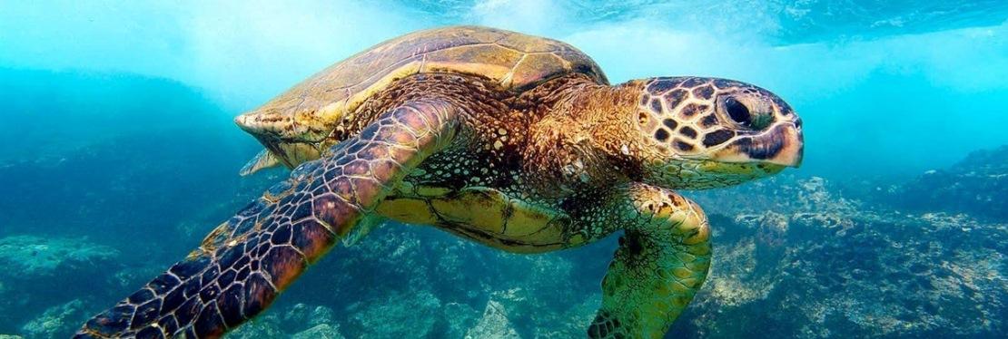 Lotus Property Management