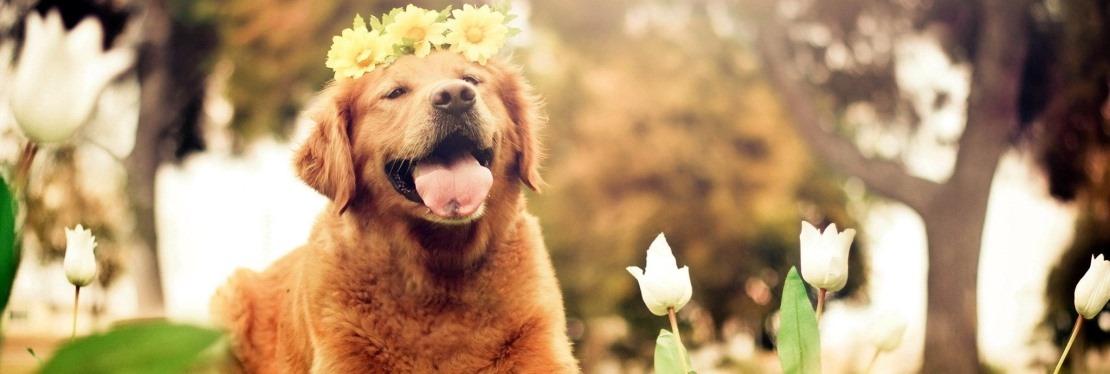 Northbrook Animal Hospital